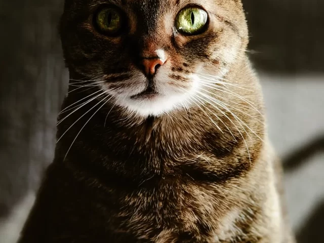 Sesión fotográfica de mascotas